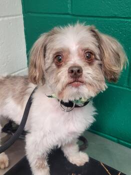 Shih Tzu Dogs Available for Adoption - Baxter | PetCurious