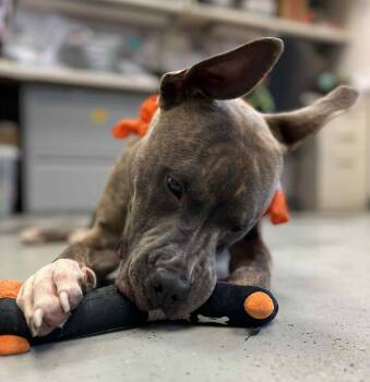 Rescue Pit Bull Terrier Dogs for Adoption in Eagle, Idaho - Jack Skellington **Courtesy Post. Out Of Town Pet. See Below For | PetCurious