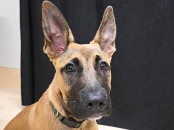 Jackson -  Shepherd and Pit Bull Terrier Dog for Adoption in Portland, Oregon - Jackson | PetCurious