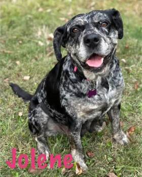 Rescue Catahoula Leopard Dog Dogs for Adoption in Washington, Pennsylvania - Jolene | PetCurious