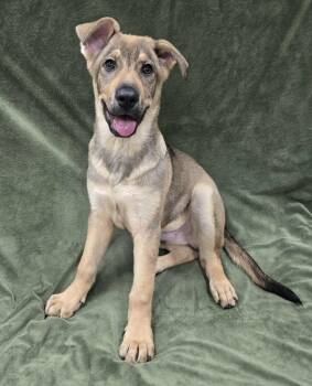 Shepherd Dogs Available for Adoption - Baloo | PetCurious