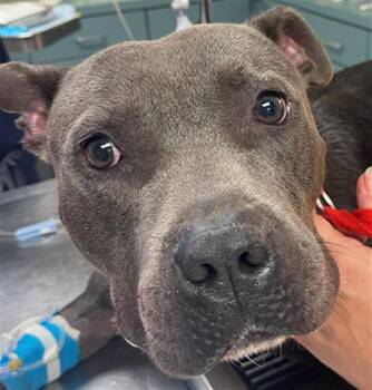 SEAL -  Mixed Breed Dog for Adoption in Columbia, South Carolina - SEAL | PetCurious