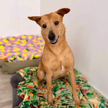 Labrador Retriever and Mixed Breed Dogs Available for Adoption in Green Bay, Wisconsin - Shelly | PetCurious