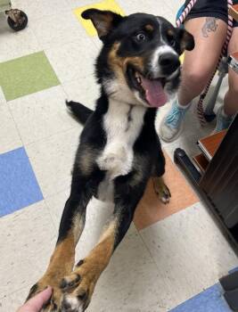 Shasta -  Siberian Husky Dog for Adoption in Sioux City, Iowa - Shasta | PetCurious