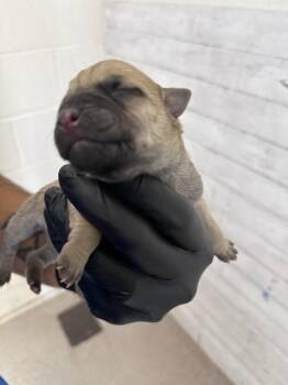 DION -  Pit Bull Terrier and Mixed Breed Dog for Adoption in San Bernardino, California - DION | PetCurious