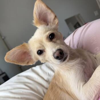 Chiquito -  Chihuahua Dog for Adoption in Gilbert, Arizona - Chiquito | PetCurious