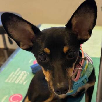 Shadow -  Chihuahua and Mixed Breed Dog for Adoption in Apple Valley, California - Shadow | PetCurious
