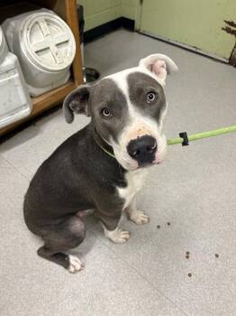 Rescue Pit Bull Terrier Dogs for Adoption in Indianapolis, Indiana - BERIC | PetCurious