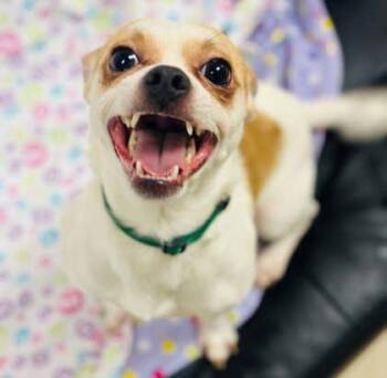 Mixed Breed Dogs Available for Adoption in West Chester, Pennsylvania - Gravy | PetCurious