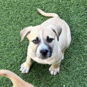 Mixed Breed Dogs Available for Adoption - Nectarine 6571 | PetCurious