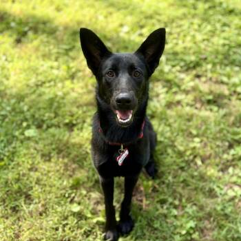 Sunrise -  German Shepherd Dog Dog for Adoption in Wake Forest, North Carolina - Sunrise | PetCurious