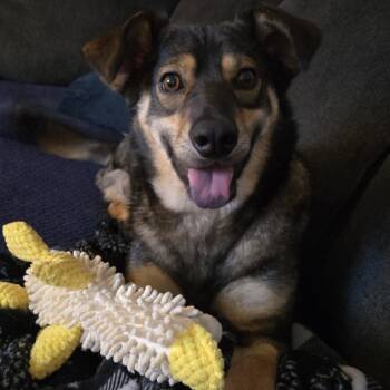 Rescue Mixed Breed Dogs for Adoption in Buffalo, Minnesota - Tesoro | PetCurious