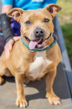 Imani -  Mixed Breed Dog for Adoption in Chamblee, Georgia - Imani | PetCurious