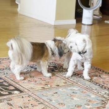 Bosco -  Maltese Dog for Adoption in Ramona, California - Bosco | PetCurious