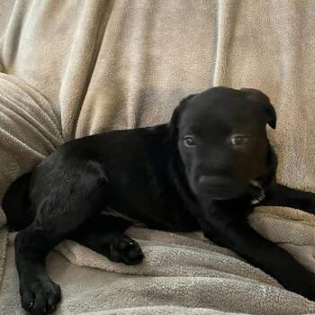 Black Labrador Retriever Dogs Available for Adoption - Purple | PetCurious