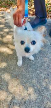 Banjo -  Papillon and Pomeranian Dog for Adoption in Coppell, Texas - Banjo | PetCurious