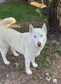 Husky Dogs Available for Adoption in Missouri City, Texas - Lola | PetCurious