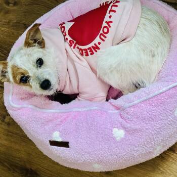 Australian Cattle Dog Blue Heeler Dogs Available for Adoption - Tinsel | PetCurious