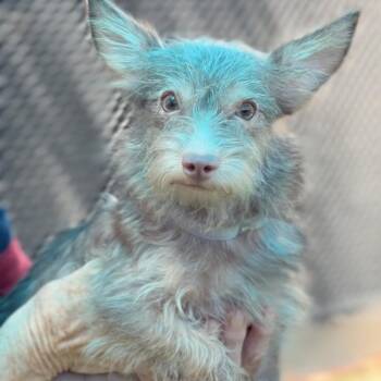 Brie -  Terrier Dog for Adoption in Copiague, New York - Brie | PetCurious