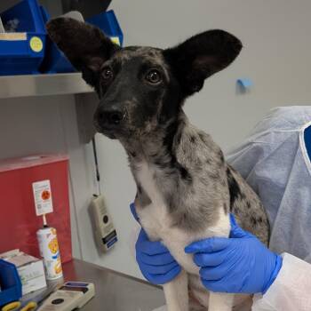 Hemsworth -  Cattle Dog and Mixed Breed Dog for Adoption in Greenville, South Carolina - Hemsworth | PetCurious