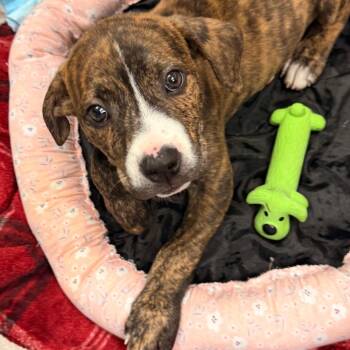 Badger -  American Staffordshire Terrier and Mixed Breed Dog for Adoption in Evansville, Indiana - Badger | PetCurious