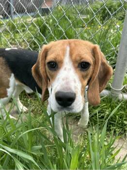 Courage -  Beagle Dog for Adoption in Neillsville, Wisconsin - Courage | PetCurious