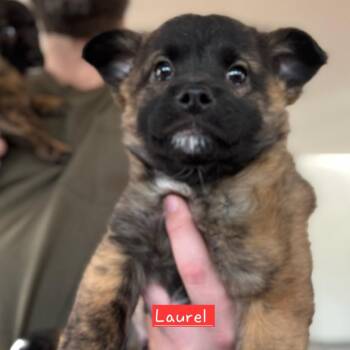 Miniature Poodle Dogs Available for Adoption - Laurel | PetCurious