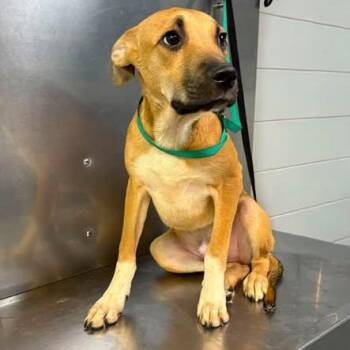 Pip -  Mixed Breed Dog for Adoption in New York, New York - Pip | PetCurious