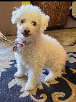 Mia -  Poodle Dog for Adoption in Mentone, California - Mia | PetCurious