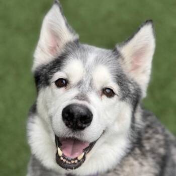 Husky Dogs Available for Adoption - Akela | PetCurious