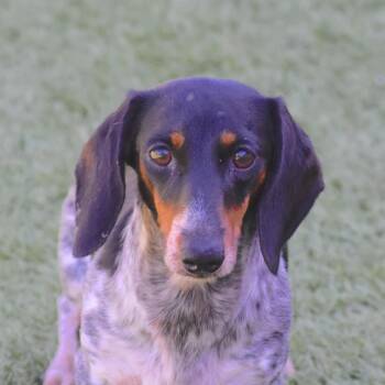 Turtwig -  Dachshund Dog for Adoption in Auburn, Nebraska - Turtwig | PetCurious