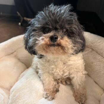 Bandit -  Miniature Poodle Dog for Adoption in Bend, Oregon - Bandit | PetCurious