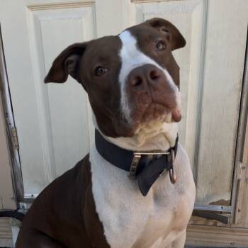 Rescue Pit Bull Terrier Dogs for Adoption in Yuma, Arizona - Luna | PetCurious