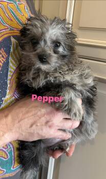 Goldendoodle and Miniature Poodle Dogs Available for Adoption - Pepper | PetCurious