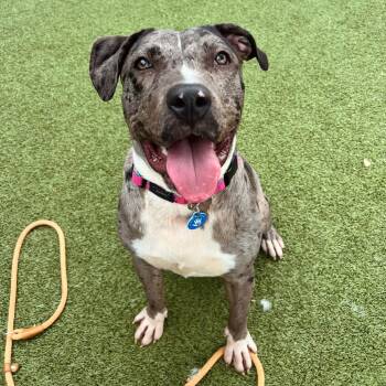 Lola Mae -  Pit Bull Terrier Dog for Adoption in Apache Junction, Arizona - Lola Mae | PetCurious