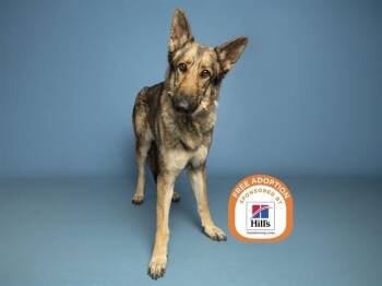 LUNA -  German Shepherd Dog and Mixed Breed Dog for Adoption in Phoenix, Arizona - LUNA | PetCurious
