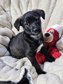 Mixed Breed Dogs Available for Adoption - Watermelon (26-022 D) | PetCurious