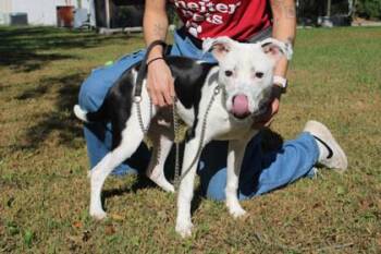 Orca -  Pit Bull Terrier and Mixed Breed Dog for Adoption in Kansas City, Missouri - Orca | PetCurious