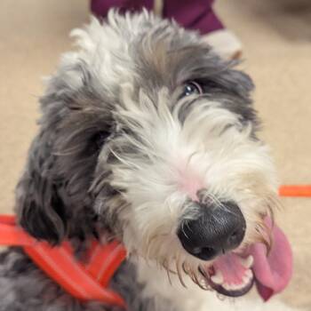 Poodle and Bernese Mountain Dog Dogs Available for Adoption in Bristol, Indiana - Remi | PetCurious