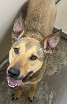 Cornbread -  Shepherd Dog for Adoption in Little Rock, Arkansas - Cornbread | PetCurious