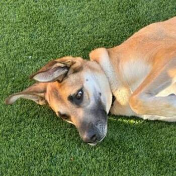 German Shepherd Dog and Great Dane Dogs Available for Adoption - Khal | PetCurious