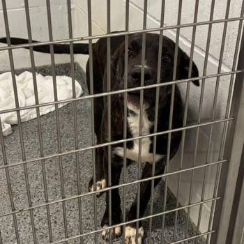 Sheriff -  Mixed Breed Dog for Adoption in Jeffersonville, Indiana - Sheriff | PetCurious
