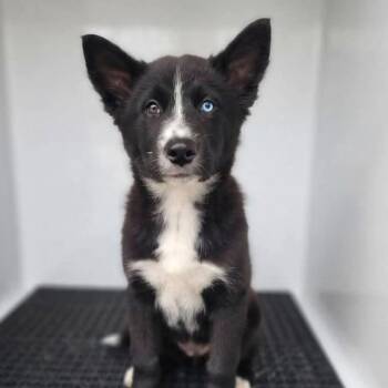 Fumbelina -  Husky and Mixed Breed Dog for Adoption in New York, New York - Fumbelina | PetCurious