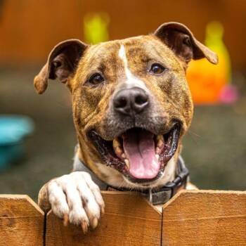 Rescue Terrier Dogs for Adoption in Decatur, Georgia - Flip Flop (I Have A Secret Crush!) | PetCurious