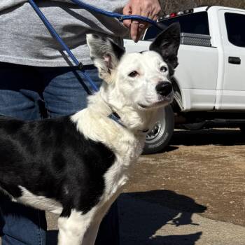 Border Collie Dogs Available for Adoption - Maggie | PetCurious