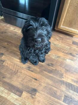 Goldendoodle Dogs Available for Adoption in Garden City, Michigan - Ember | PetCurious