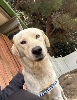 Cody -  Labrador Retriever Dog for Adoption in San Diego, California - Cody | PetCurious