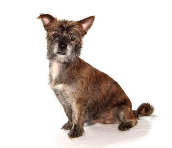 Tyson -  Schnauzer and Terrier Dog for Adoption in Oakland Park, Florida - Tyson | PetCurious