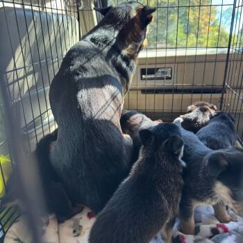 Rescue Border Collie and American Eskimo Dog Dogs for Adoption in Pinson, Tennessee - Cami | PetCurious