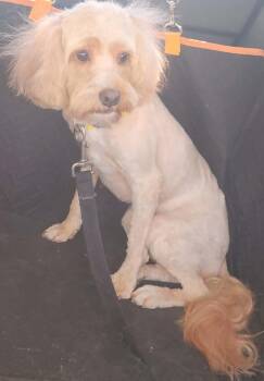 Cockapoo Dogs Available for Adoption - Kobe | PetCurious